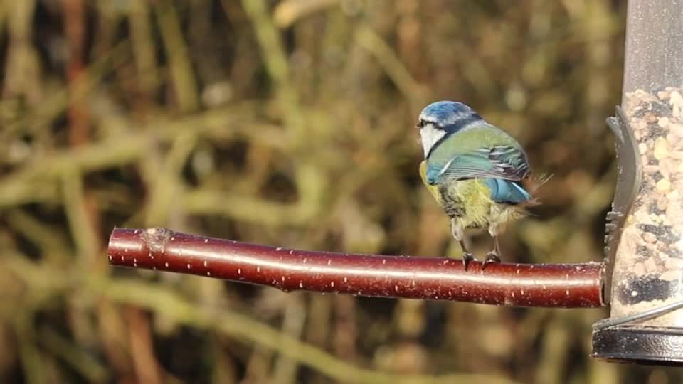 nature-bird-tile-colombia