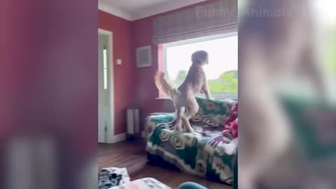 🤣 Funniest 🐶 Dogs And 😻Cats - Try Not To Lau