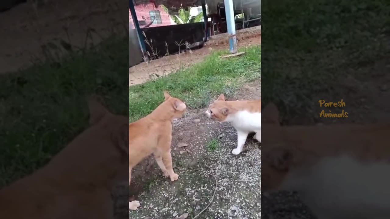 funny cats compilation