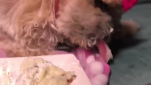 Birth Day of My Papy Dog