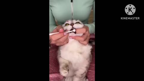 How to brush your cat's