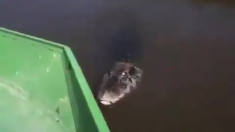 This is a beautiful and charming water-dwelling species