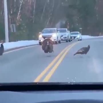 Turkey Directing Traffic!! WWG1WGA