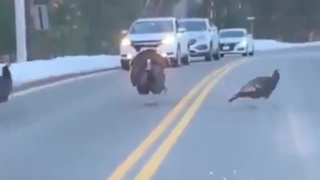 Turkey Directing Traffic!! WWG1WGA