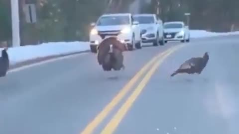 Turkey Directing Traffic!! WWG1WGA