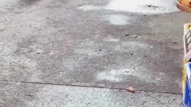 WHEN ANIMALS SURPRISE US