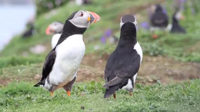 Puffins, Lunga, Tresnish Islands 🦩🦢🦃