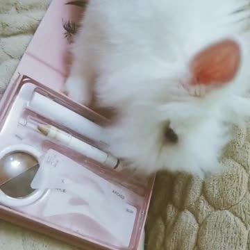 Make up bunny🐰