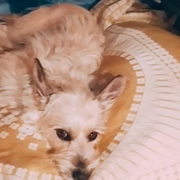 Goodnight Luna 💙💤