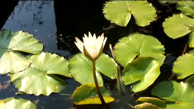 Blooming of the lotus flower.