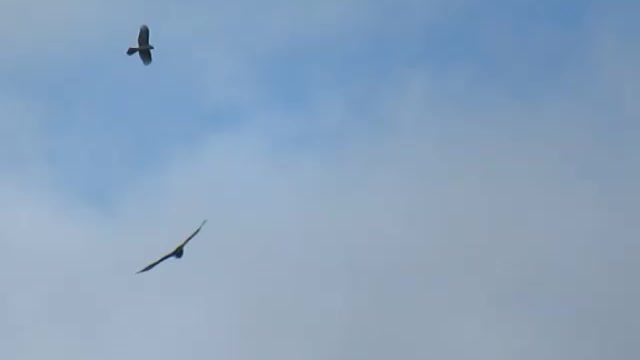 Badass ballsy hooded crow annoys Buzzard