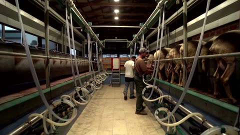 After floods last year, Greek farmers now face goat plague | REUTERS | NE
