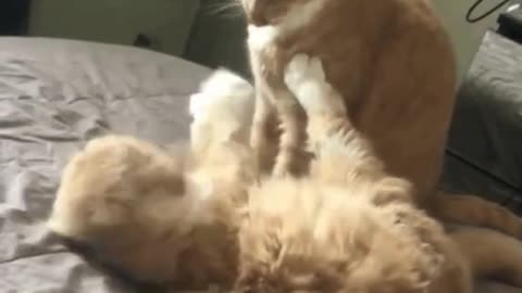 Funny cat Video