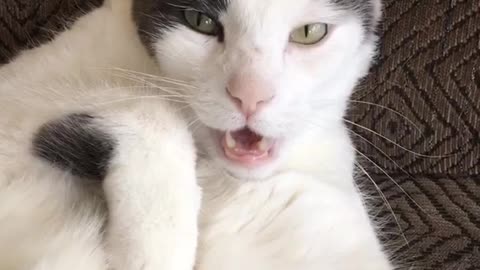 Cat standing still with mouth wide open