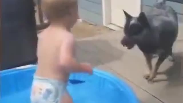 Funny kid vs Dog Videos 2021 - Funny animals - Funny shorts