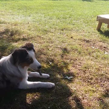 Bark Bark @ proofingbehaviors.com