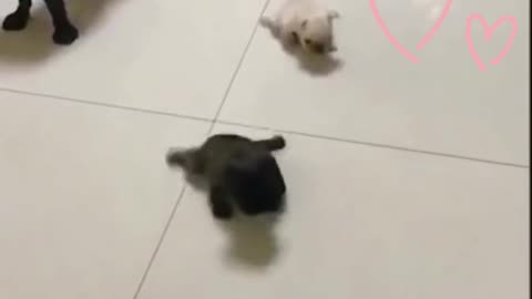 puppies cute
