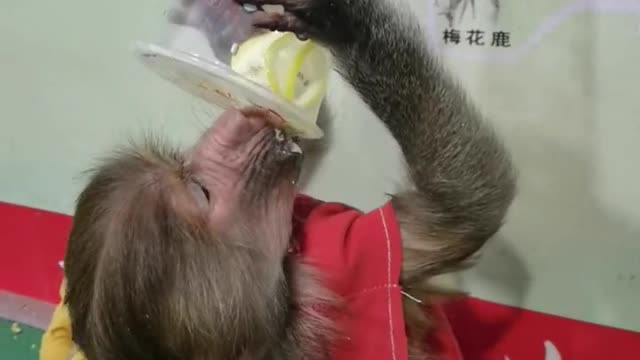 Little monkey drinking delicious drink