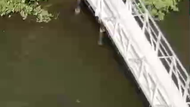 Dolphin launches a fish over a dock with it's tail 😳🐬