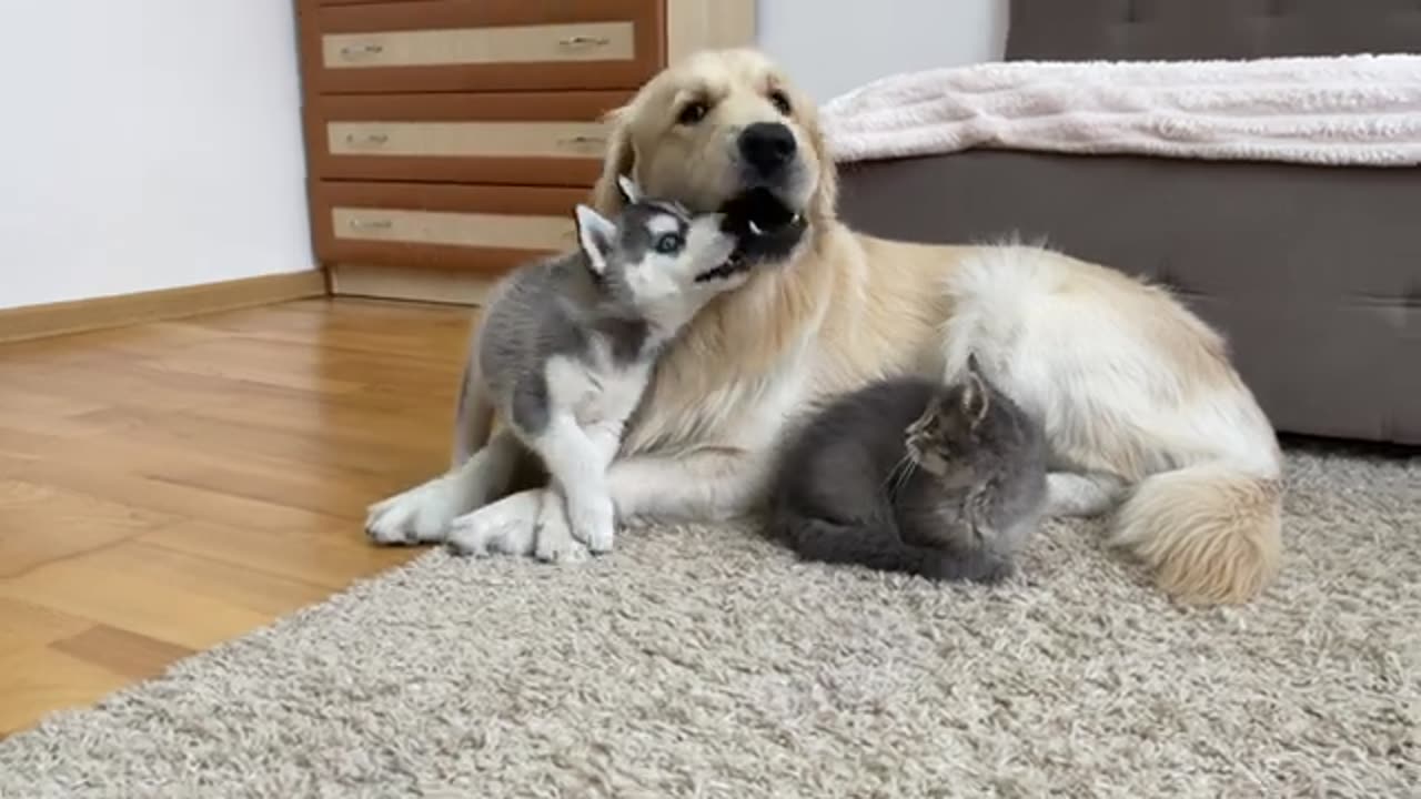 Golden Retriever is Shocked by the First Meeting of a Husky Puppy and a Kitten