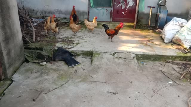 A group of chickens playing together