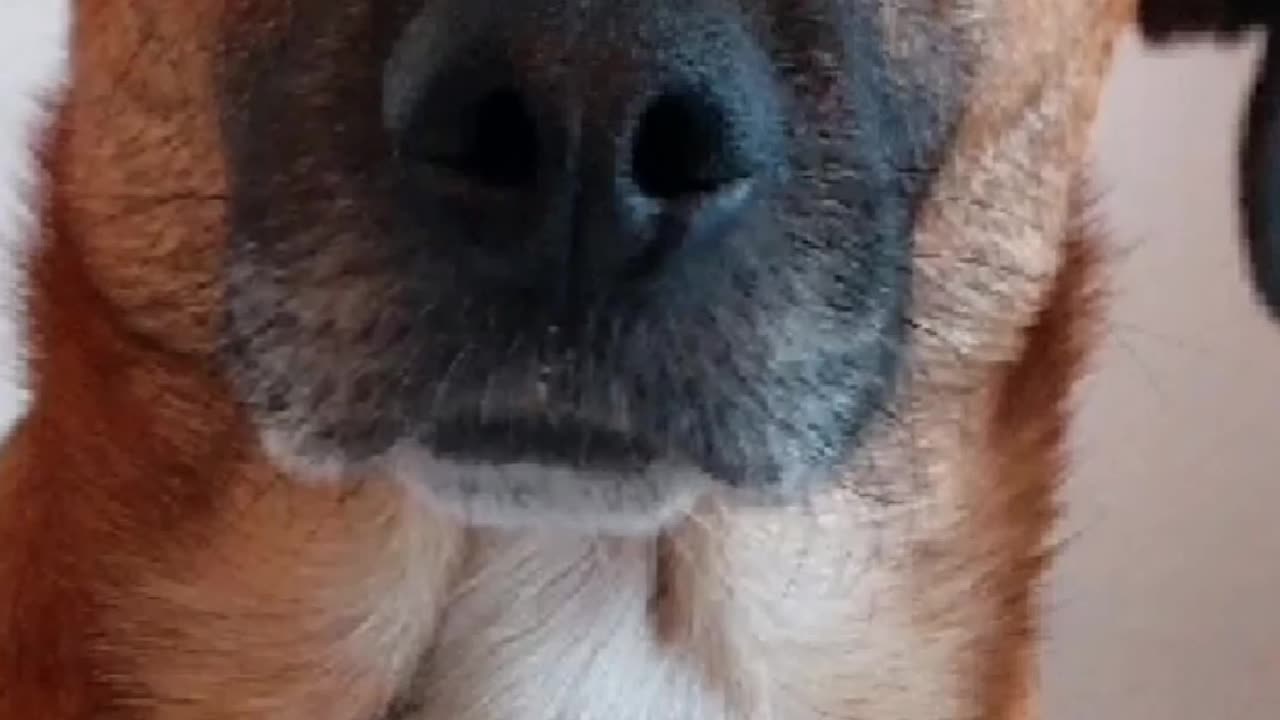 TRUTH PUPS - Big moves happening