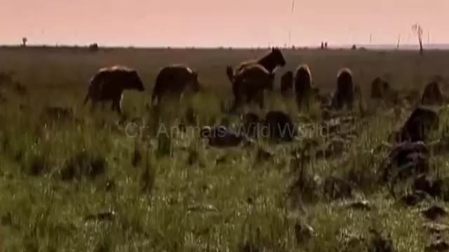 Scenes of wildlife hunting constantly - all running away in panic. Animals wild world