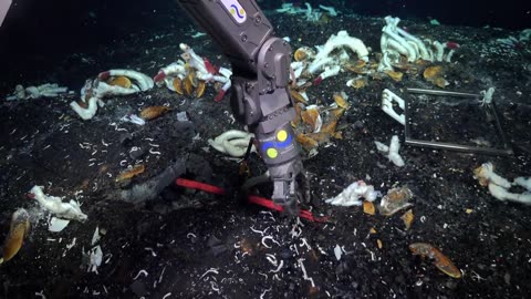 A team of scientists has discovered mysterious underground ecosystems in the Pacific Ocean