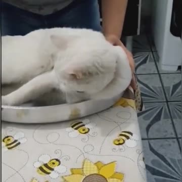 cat recipe cooked with salt and pepper!