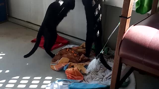 Curious kitties