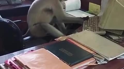 New jobs# funny# monkey#