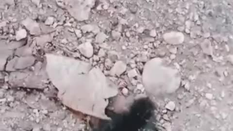 Hairy caterpillars