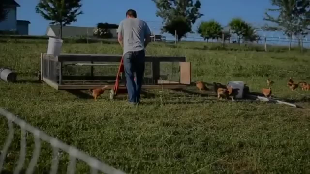 Moving Freedom Rangers Around the Pasture