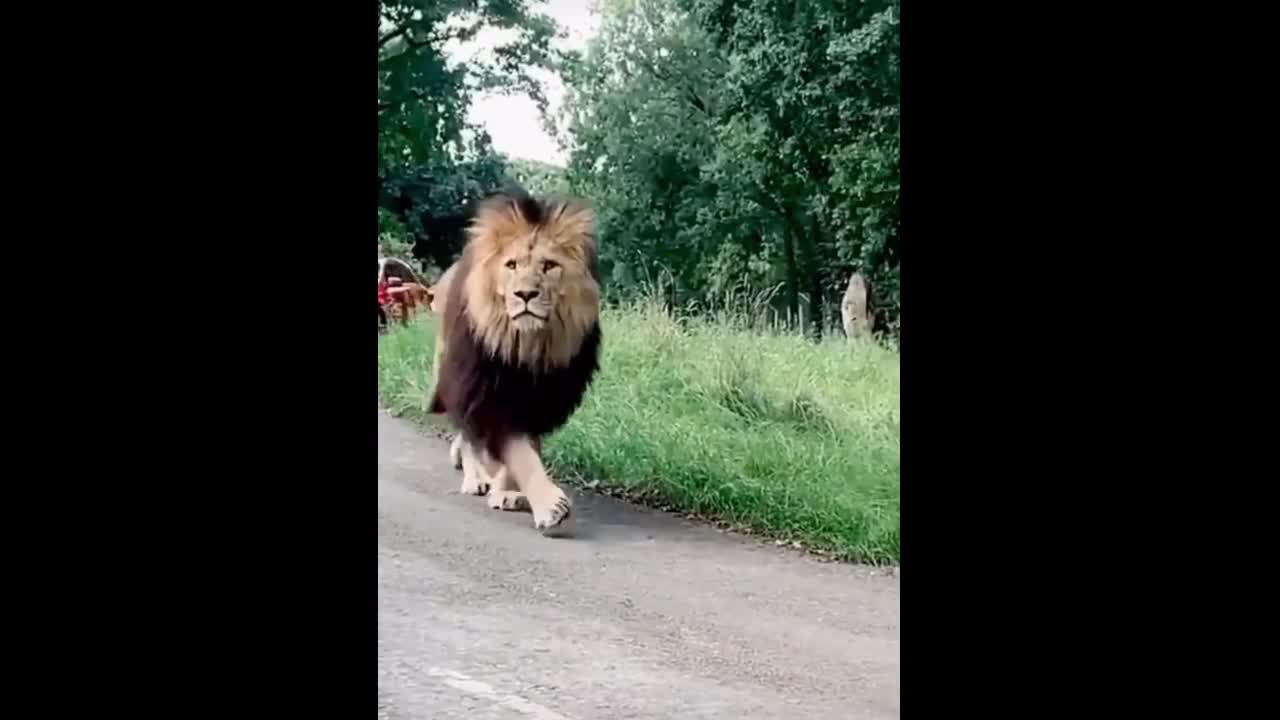 Real-Life Jumanji