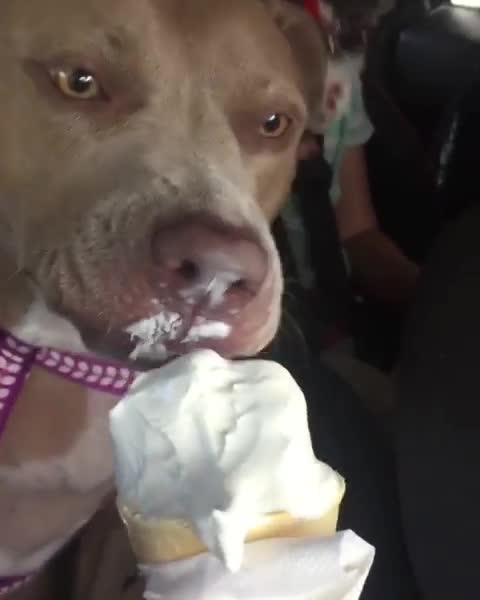 Who doesn't love Ice Cream?