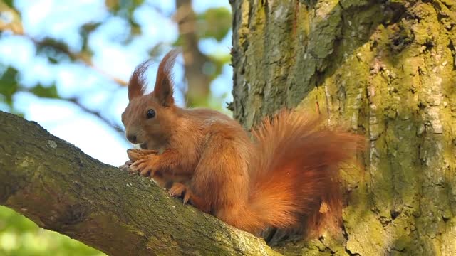 Squirrel eating a snack, wonderful moments