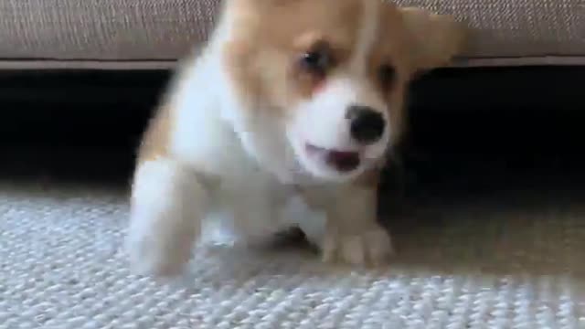 Must Watch: Corgi Puppy Dog Goes Crazy!!!