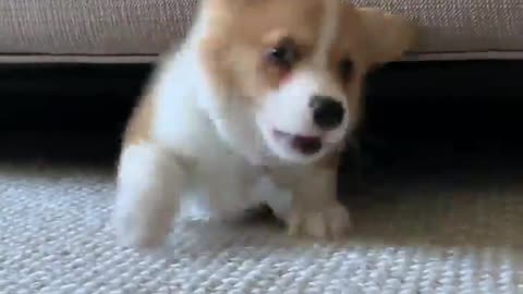 Must Watch: Corgi Puppy Dog Goes Crazy!!!