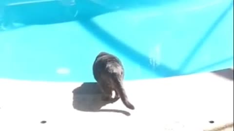 cat jumps in the pool