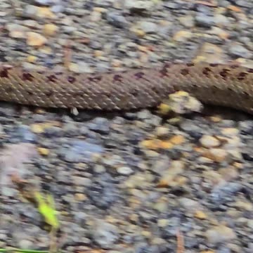 Snake crawling on a gravel path / beautiful reptile in nature.