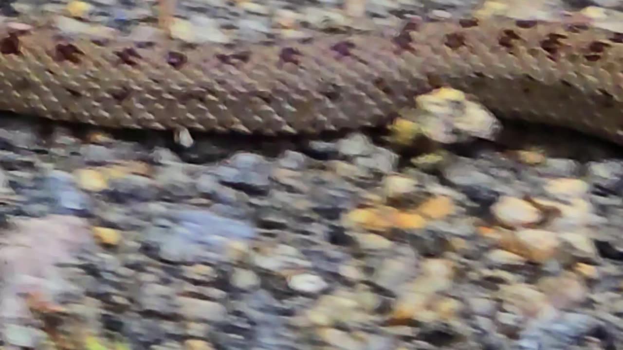 Snake crawling on a gravel path / beautiful reptile in nature.