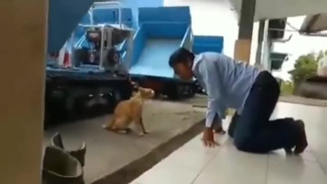 Funny moment cat 2