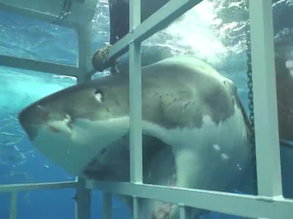 Great White Shark chomping on my cage off Guadalupe Mexico