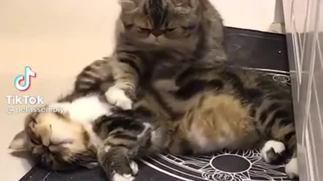 CAT MASSAGE hunny