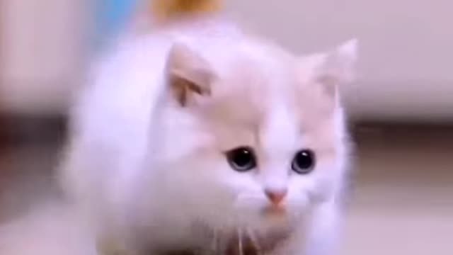 Cute cat