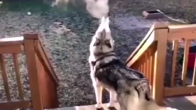 Smoking Husky