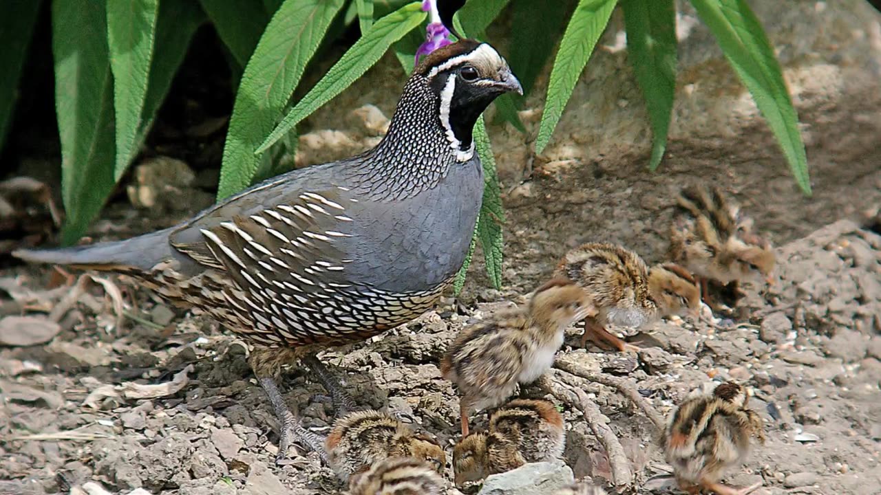 California Quail Bird Call Vide