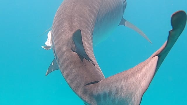 Swimming with a Large Tiger Shark in Ningaloo Reef