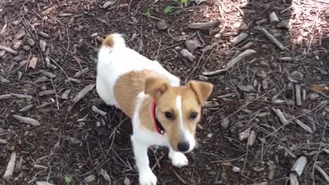 White and brown dog whines and then runs away and hops