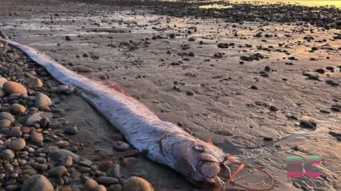 A mythical harbinger of doom washes up on a California beach